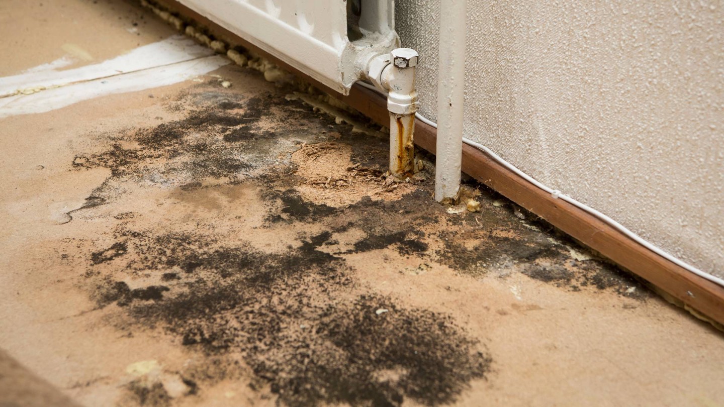 Mold contamination in flooring and subfloor